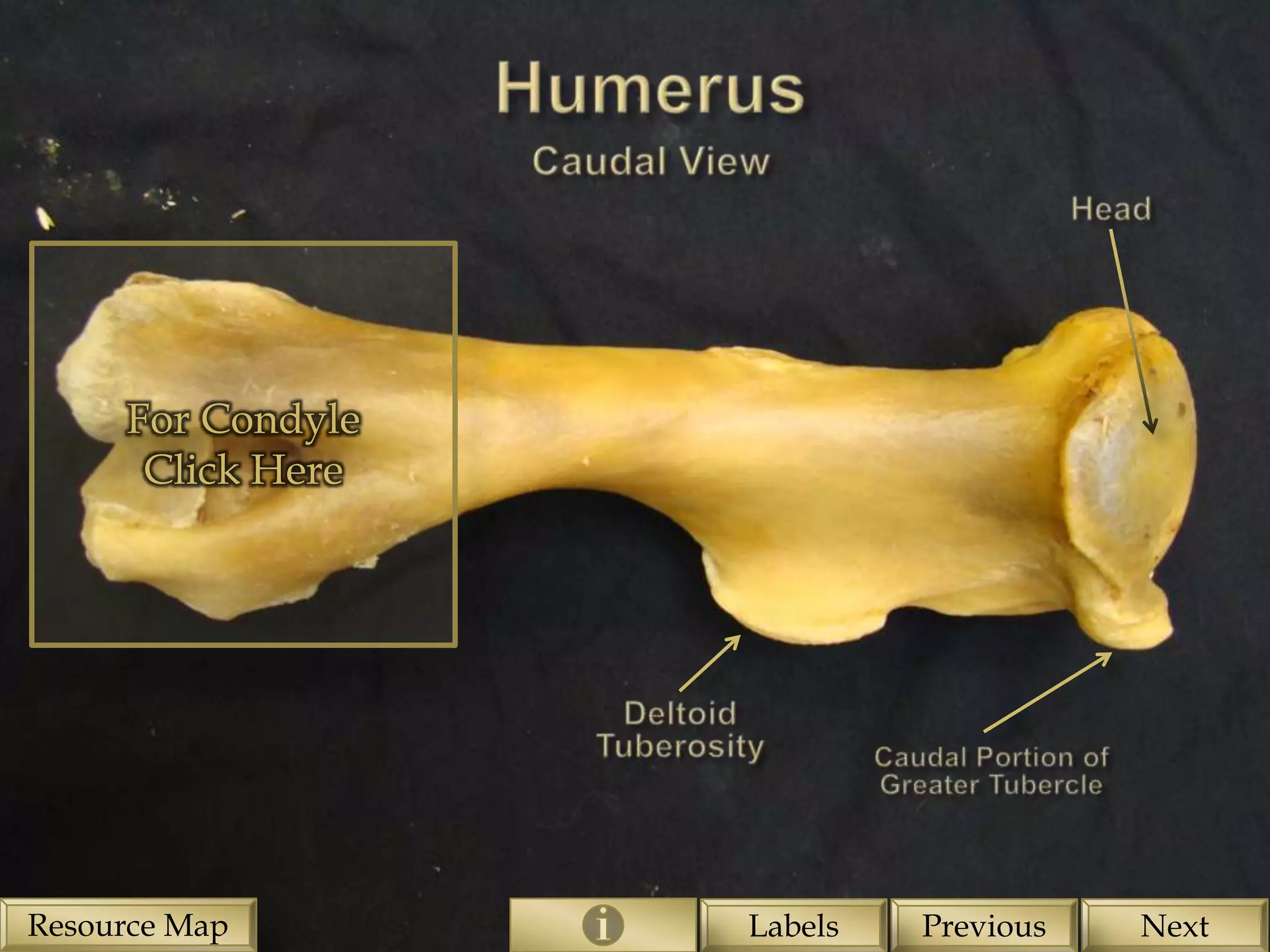For Condyle
      Click Here




Resource Map       Labels   Previous   Next
 