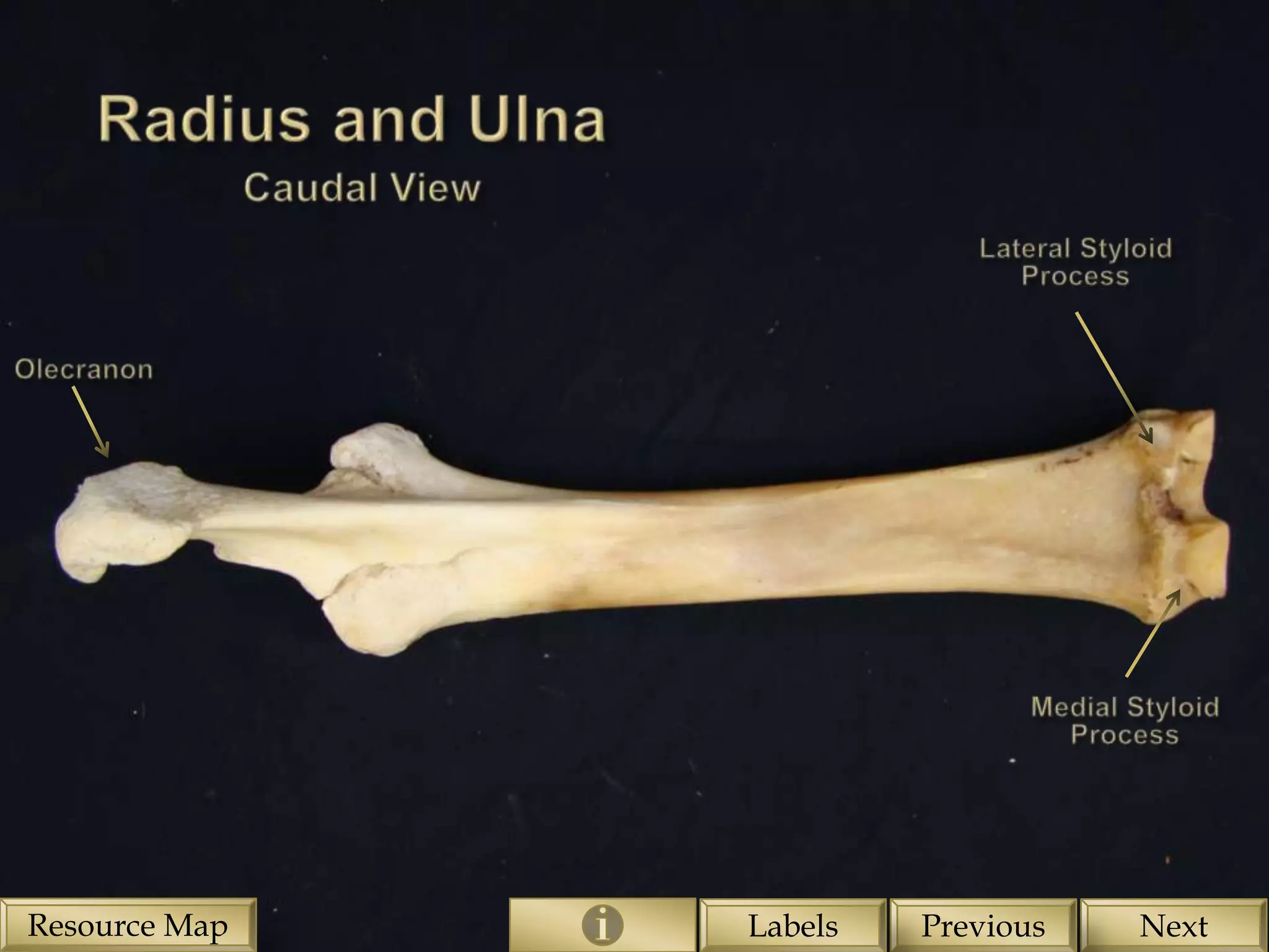 Resource Map   Labels   Previous   Next
 