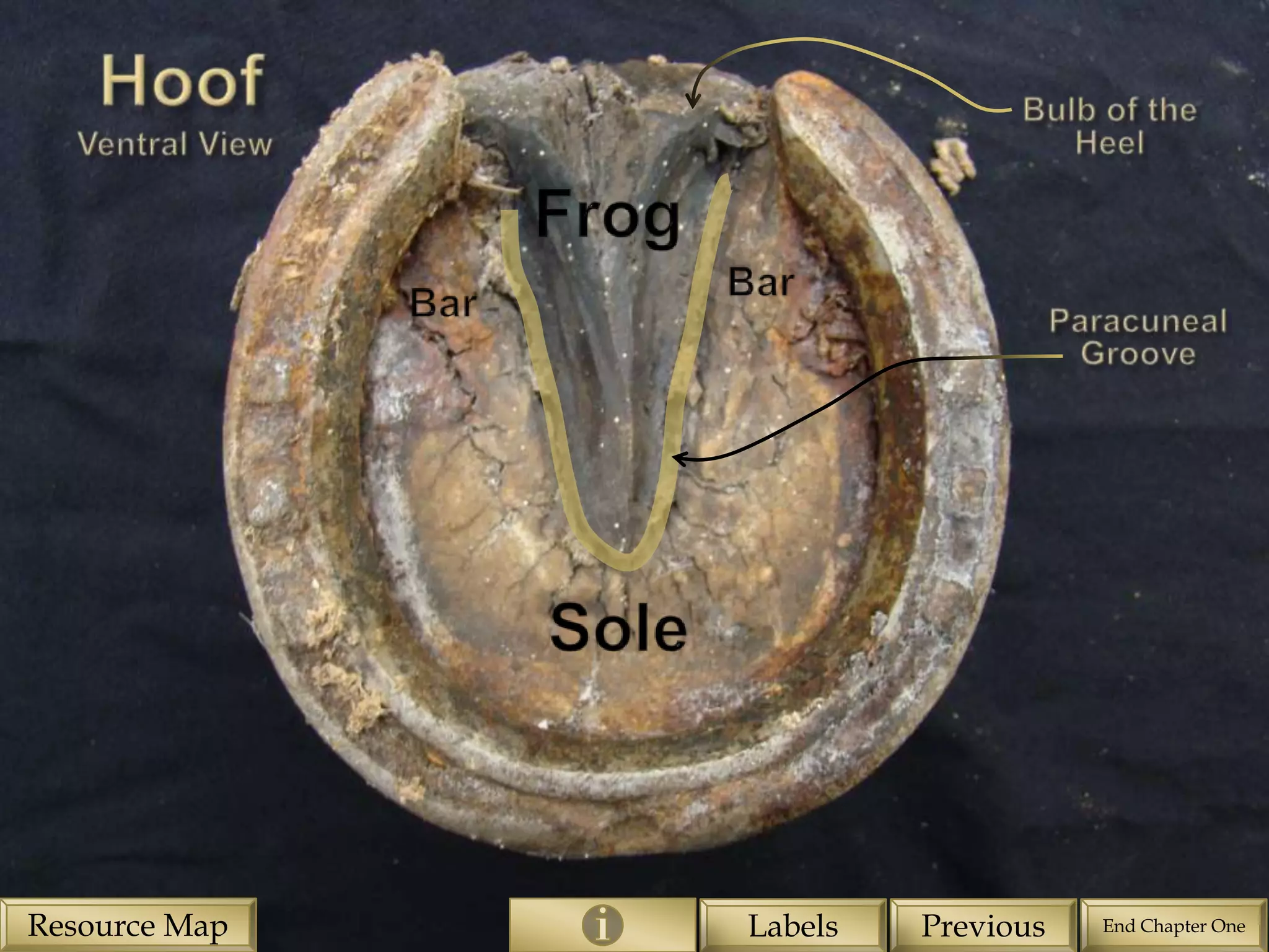Resource Map   Labels   Previous   End Chapter One
 