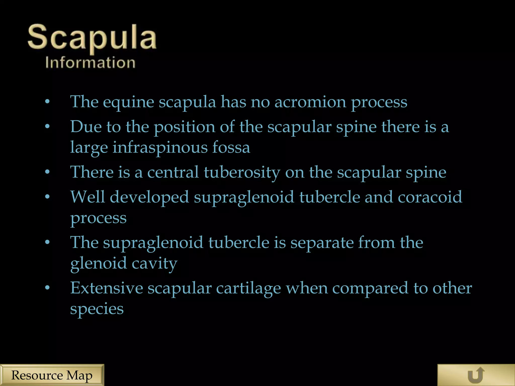 •   The equine scapula has no acromion process
    •   Due to the position of the scapular spine there is a
        large infraspinous fossa
    •   There is a central tuberosity on the scapular spine
    •   Well developed supraglenoid tubercle and coracoid
        process
    •   The supraglenoid tubercle is separate from the
        glenoid cavity
    •   Extensive scapular cartilage when compared to other
        species


Resource Map
 