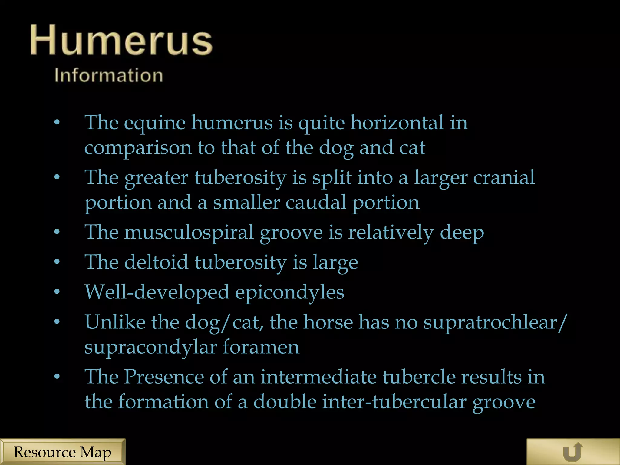 •   The equine humerus is quite horizontal in
        comparison to that of the dog and cat
    •   The greater tuberosity is split into a larger cranial
        portion and a smaller caudal portion
    •   The musculospiral groove is relatively deep
    •   The deltoid tuberosity is large
    •   Well-developed epicondyles
    •   Unlike the dog/cat, the horse has no supratrochlear/
        supracondylar foramen
    •   The Presence of an intermediate tubercle results in
        the formation of a double inter-tubercular groove

Resource Map
 