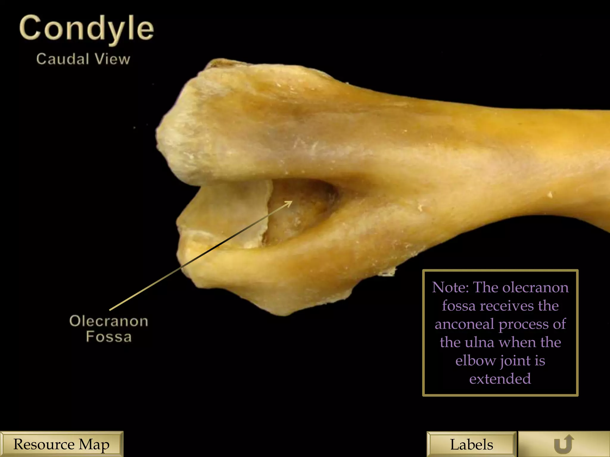 Note: The olecranon
                fossa receives the
               anconeal process of
                the ulna when the
                  elbow joint is
                     extended



Resource Map     Labels
 