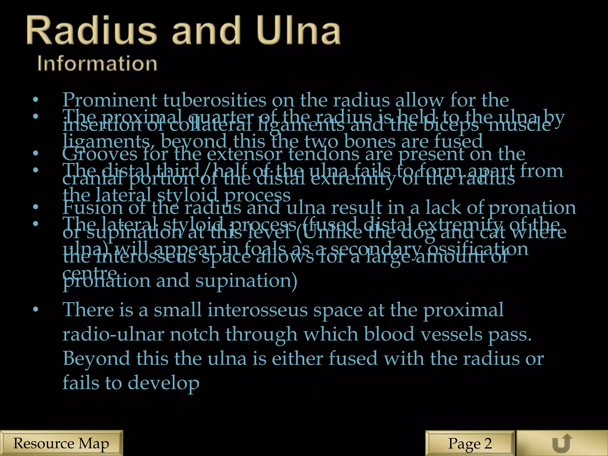•   Prominent tuberosities on the radius allow for the
  •   The proximal quarter ligaments and the biceps muscle
      insertion of collateral of the radius is held to the ulna by
      ligaments, beyond this the two bones are fused
  •   Grooves for the extensor tendons are present on the
  •   The distal third/half of the ulna fails to form apart from
      cranial portion of the distal extremity of the radius
      the lateral styloid process
  •   Fusion of the radius and ulna result in a lack of pronation
  •   The lateral styloid process(Unlike distal extremity of the
      or supination at this level (fused the dog and cat where
      ulna) will appear in foals as a secondary ossification
      the interosseus space allows for a large amount of
      centre
      pronation and supination)
  •   There is a small interosseus space at the proximal
      radio-ulnar notch through which blood vessels pass.
      Beyond this the ulna is either fused with the radius or
      fails to develop

Resource Map                                       Page 2
 
