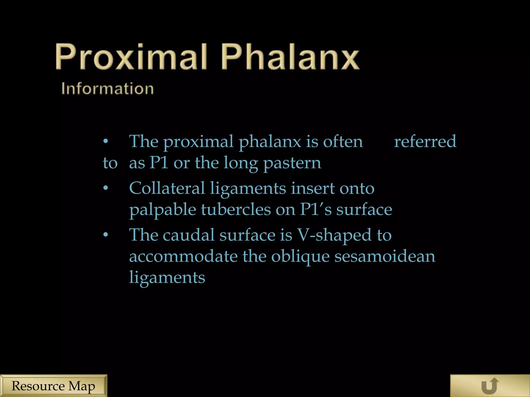 • The proximal phalanx is often       referred
               to as P1 or the long pastern
               • Collateral ligaments insert onto
                  palpable tubercles on P1’s surface
               • The caudal surface is V-shaped to
                  accommodate the oblique sesamoidean
                  ligaments




Resource Map
 