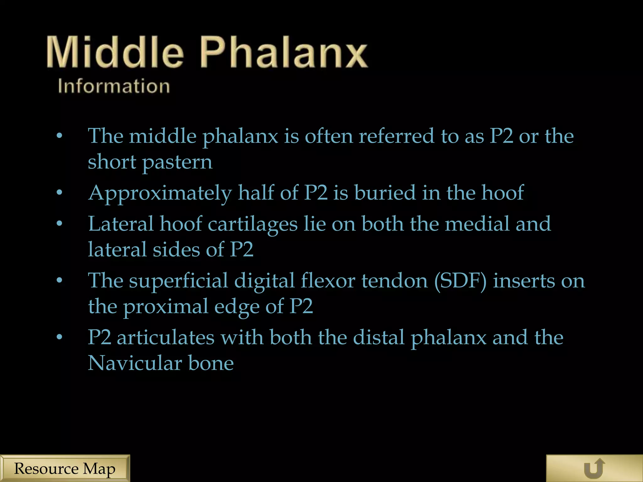 •   The middle phalanx is often referred to as P2 or the
        short pastern
    •   Approximately half of P2 is buried in the hoof
    •   Lateral hoof cartilages lie on both the medial and
        lateral sides of P2
    •   The superficial digital flexor tendon (SDF) inserts on
        the proximal edge of P2
    •   P2 articulates with both the distal phalanx and the
        Navicular bone



Resource Map
 