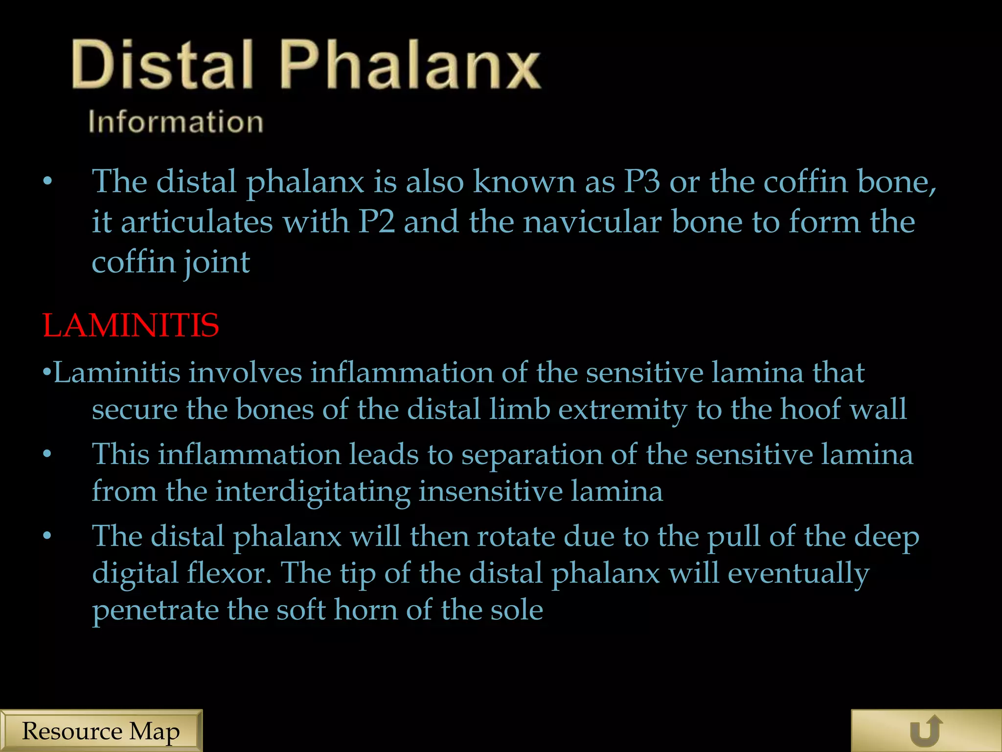 •   The distal phalanx is also known as P3 or the coffin bone,
     it articulates with P2 and the navicular bone to form the
     coffin joint
 LAMINITIS
 •Laminitis involves inflammation of the sensitive lamina that
    secure the bones of the distal limb extremity to the hoof wall
 • This inflammation leads to separation of the sensitive lamina
    from the interdigitating insensitive lamina
 • The distal phalanx will then rotate due to the pull of the deep
    digital flexor. The tip of the distal phalanx will eventually
    penetrate the soft horn of the sole


Resource Map
 