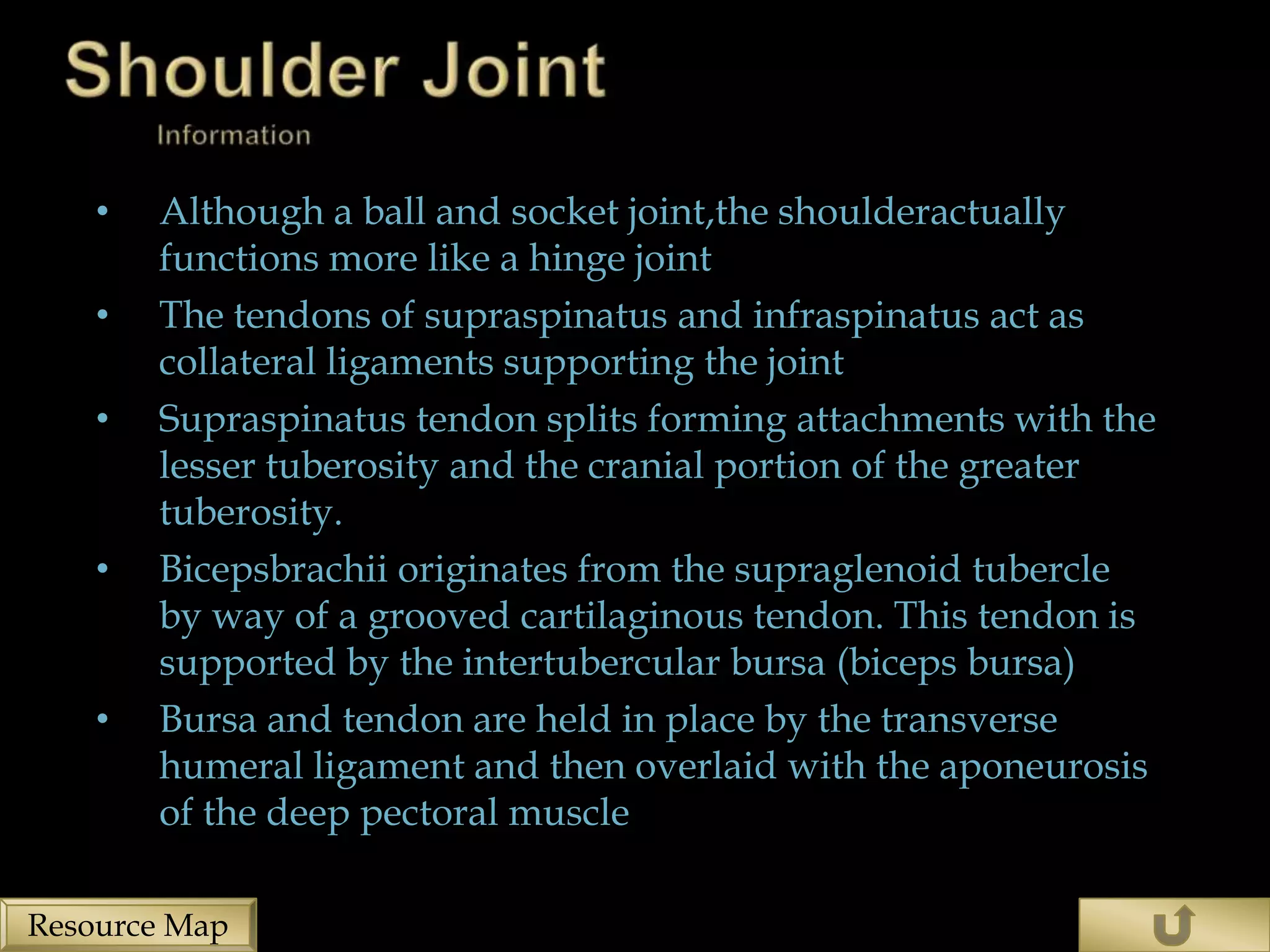 •   Although a ball and socket joint,the shoulderactually
        functions more like a hinge joint
    •   The tendons of supraspinatus and infraspinatus act as
        collateral ligaments supporting the joint
    •   Supraspinatus tendon splits forming attachments with the
        lesser tuberosity and the cranial portion of the greater
        tuberosity.
    •   Bicepsbrachii originates from the supraglenoid tubercle
        by way of a grooved cartilaginous tendon. This tendon is
        supported by the intertubercular bursa (biceps bursa)
    •   Bursa and tendon are held in place by the transverse
        humeral ligament and then overlaid with the aponeurosis
        of the deep pectoral muscle

Resource Map
 