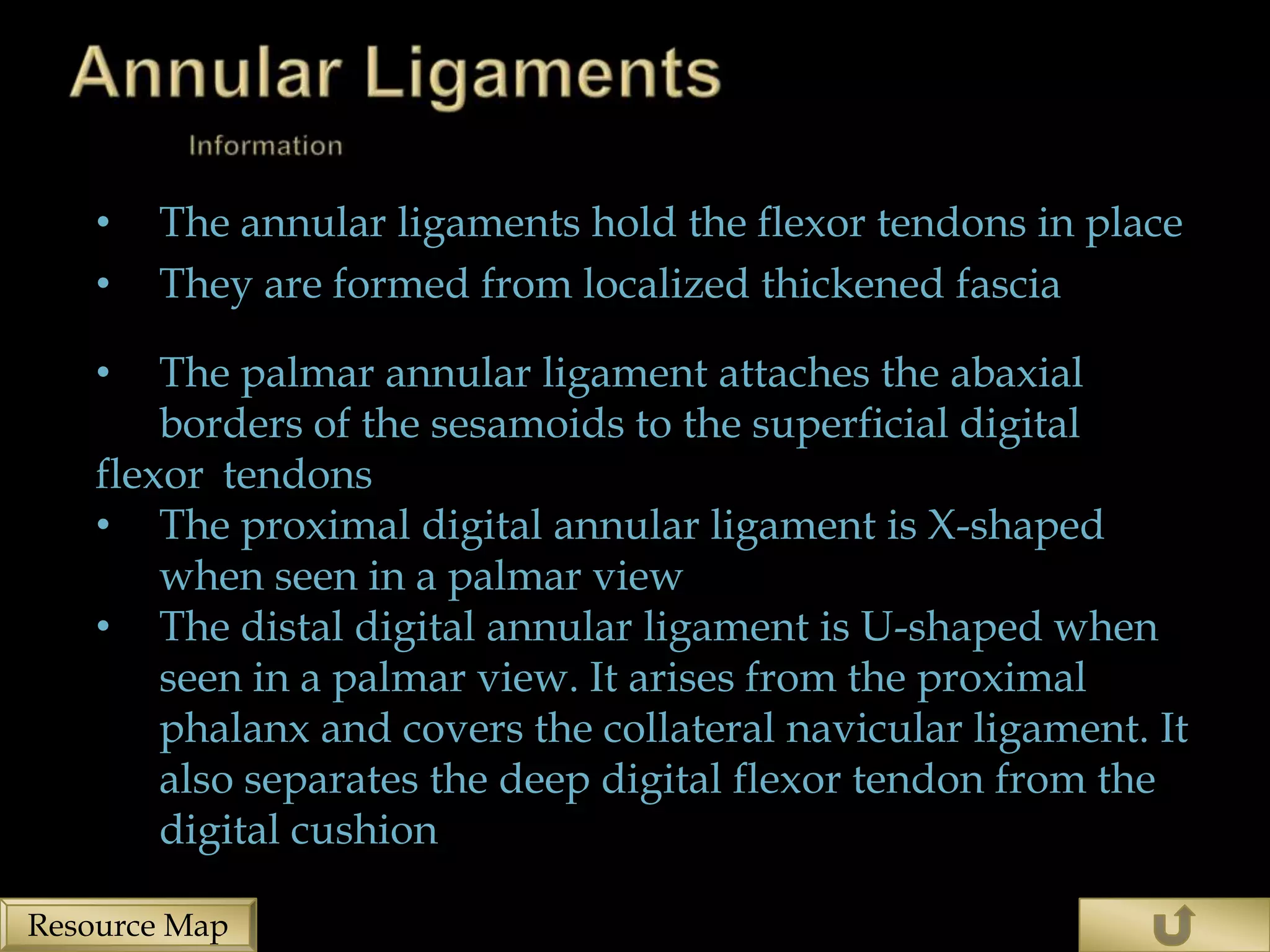 •   The annular ligaments hold the flexor tendons in place
    •   They are formed from localized thickened fascia

    •   The palmar annular ligament attaches the abaxial
        borders of the sesamoids to the superficial digital
    flexor tendons
    • The proximal digital annular ligament is X-shaped
        when seen in a palmar view
    • The distal digital annular ligament is U-shaped when
        seen in a palmar view. It arises from the proximal
        phalanx and covers the collateral navicular ligament. It
        also separates the deep digital flexor tendon from the
        digital cushion

Resource Map
 
