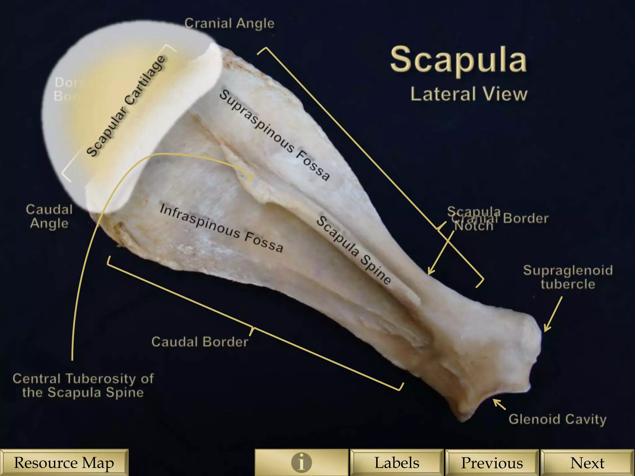 Resource Map   Labels   Previous   Next
 