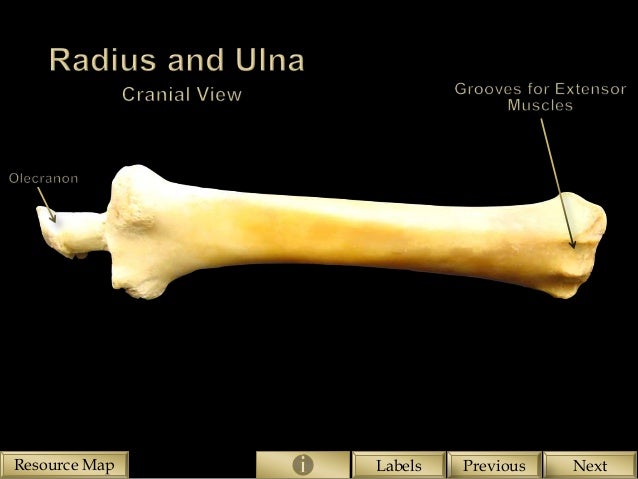 Skeletal structure of the Equine Forelimb
