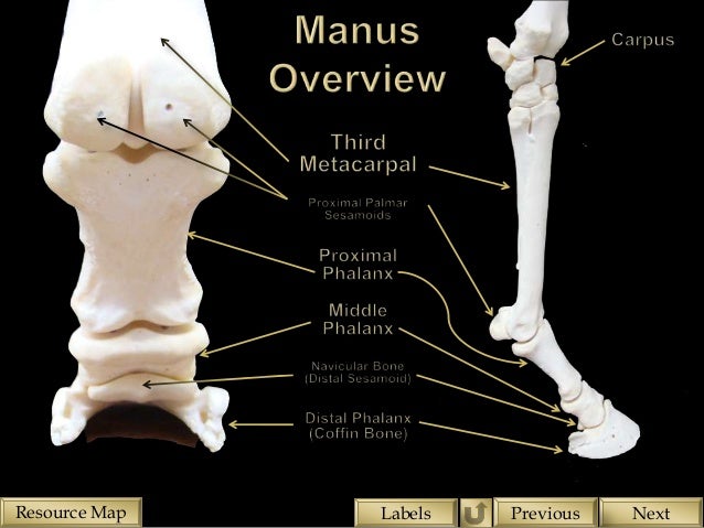 Skeletal structure of the Equine Forelimb