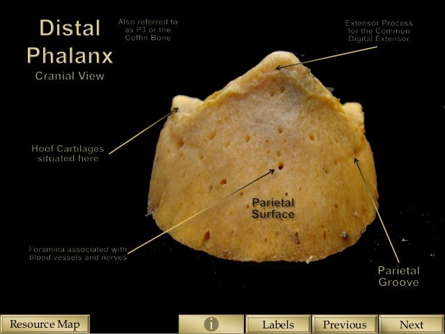 Skeletal structure of the Equine Forelimb