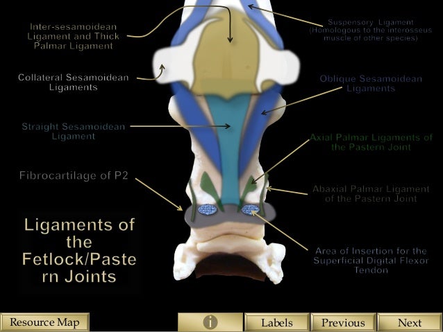 Skeletal structure of the Equine Forelimb