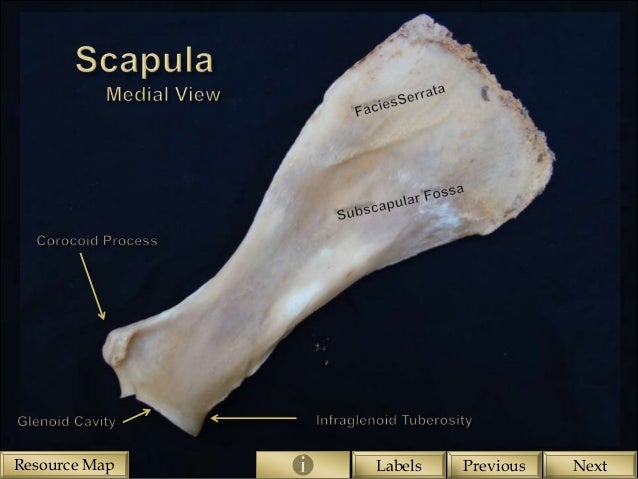 Skeletal structure of the Equine Forelimb