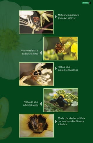 Melipona subnitida e
Tarenaya spinosa
Plebeia sp. e
Croton sonderianus
Macho de abelha solitária
dormindo na flor Turnera
subulata
Frieseomelitta sp.
e Libidibia ferrea
Xylocopa sp. e
Libidibia ferrea
ÁRVORES 09
 