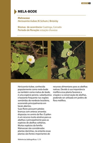 Herissantia tiubae, conhecida
popularmente como mela-bode
ou também como malva-de-bode,
é uma espécie perene, subarbustiva
e bastante frequente nas regiões
semiáridas do nordeste brasileiro,
ocorrendo principalmente em
locais abertos.
Suas flores possuem pétalas
brancas com anteras amarelas
dispostas no centro da flor. O pólen
é um recurso muito atrativo para as
abelhas e principalmente para as
espécies de abelhas solitárias.
Muitas espécies da família
Malvaceae são consideradas
plantas daninhas, no entanto essas
plantas são fontes importantes de
recursos alimentares para as abelhas
nativas. Devido à sua importância
melífera essa planta favorece a
criação e a conservação de abelhas,
podendo ser utilizada em jardins de
flora melífera.
Malvaceae
Herissantia tiubae (K.Schum.) Brizicky
Biomas de ocorrência: Caatinga, Cerrado
Período de floração: estação chuvosa
MELA-BODE
Referências bibliográficas: 1,7,9
ARBUSTOS 99
 