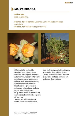 Sida cordifolia, conhecida
popularmente como malva-
branca, é uma espécie perene e
subarbustiva. Esse arbusto ocorre
principalmente em pastagens,
culturas agrícolas e em terrenos
baldios com solos arenosos.
Suas flores são grandes, com
pétalas de coloração amarela e a
região central alaranjada.
Os grãos de pólen ficam expostos
nas flores e atraem muitas espécies
de abelhas.
Seus recursos florais, pólen e
néctar, são muito importantes
para abelhas e principalmente para
as espécies de abelhas solitárias.
Devido à sua importância melífera
essa planta pode ser utilizada em
jardins de flora melífera.
Malvaceae
Sida cordifolia L.
Biomas de ocorrência: Caatinga, Cerrado, Mata Atlântica,
Amazônia
Período de floração: estação chuvosa
MALVA-BRANCA
Referências bibliográficas: 1,3,6,7,9,17
ARBUSTOS 101
 