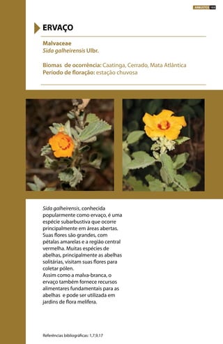 Sida galheirensis, conhecida
popularmente como ervaço, é uma
espécie subarbustiva que ocorre
principalmente em áreas abertas.
Suas flores são grandes, com
pétalas amarelas e a região central
vermelha. Muitas espécies de
abelhas, principalmente as abelhas
solitárias, visitam suas flores para
coletar pólen.
Assim como a malva-branca, o
ervaço também fornece recursos
alimentares fundamentais para as
abelhas e pode ser utilizada em
jardins de flora melífera.
Malvaceae
Sida galheirensis Ulbr.
Biomas de ocorrência: Caatinga, Cerrado, Mata Atlântica
Período de floração: estação chuvosa
ERVAÇO
Referências bibliográficas: 1,7,9,17
ARBUSTOS 103
 