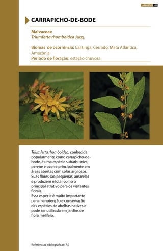 Triumfetta rhomboidea, conhecida
popularmente como carrapicho-de-
bode, é uma espécie subarbustiva,
perene e ocorre principalmente em
áreas abertas com solos argilosos.
Suas flores são pequenas, amarelas
e produzem néctar como o
principal atrativo para os visitantes
florais.
Essa espécie é muito importante
para manutenção e conservação
das espécies de abelhas nativas e
pode ser utilizada em jardins de
flora melífera.
Malvaceae
Triumfetta rhomboidea Jacq.
Biomas de ocorrência: Caatinga, Cerrado, Mata Atlântica,
Amazônia
Período de floração: estação chuvosa
CARRAPICHO-DE-BODE
Referências bibliográficas: 7,9
ARBUSTOS 105
 