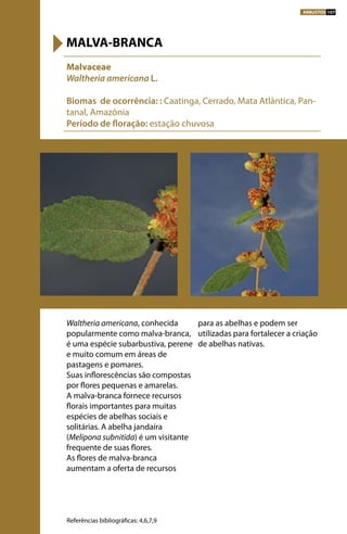 Waltheria americana, conhecida
popularmente como malva-branca,
é uma espécie subarbustiva, perene
e muito comum em áreas de
pastagens e pomares.
Suas inflorescências são compostas
por flores pequenas e amarelas.
A malva-branca fornece recursos
florais importantes para muitas
espécies de abelhas sociais e
solitárias. A abelha jandaíra
(Melipona subnitida) é um visitante
frequente de suas flores.
As flores de malva-branca
aumentam a oferta de recursos
para as abelhas e podem ser
utilizadas para fortalecer a criação
de abelhas nativas.
Malvaceae
Waltheria americana L.
Biomas de ocorrência: : Caatinga, Cerrado, Mata Atlântica, Pan-
tanal, Amazônia
Período de floração: estação chuvosa
MALVA-BRANCA
Referências bibliográficas: 4,6,7,9
ARBUSTOS 107
 