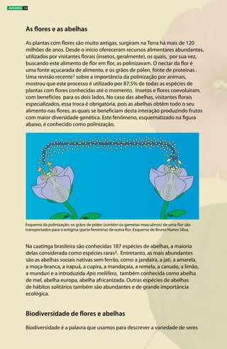 As flores e as abelhas
As plantas com flores são muito antigas, surgiram na Terra há mais de 120
milhões de anos. Desde o início ofereceram recursos alimentares abundantes,
utilizados por visitantes florais (insetos, geralmente), os quais, por sua vez,
buscando este alimento de flor em flor, as polinizavam. O nectar da flor é
uma fonte açucarada de alimento, e os grãos de pólen, fonte de proteínas .
Uma revisão recente1 sobre a importância da polinização por animais,
mostrou que este processo é utilizado por 87,5% de todas as espécies de
plantas com flores conhecidas até o momento. Insetos e flores coevoluíram,
com benefícios para os dois lados. No caso das abelhas, visitantes florais
especializados, essa troca é obrigatória, pois as abelhas obtêm todo o seu
alimento nas flores, as quais se beneficiam desta interação produzindo frutos
com maior diversidade genética. Este fenômeno, esquematizado na figura
abaixo, é conhecido como polinização.
Na caatinga brasileira são conhecidas 187 espécies de abelhas, a maioria
delas considerada como espécies raras2. Entretanto, as mais abundantes
são as abelhas sociais nativas sem ferrão, como a jandaíra, a jati, a amarela,
a moça-branca, a irapuá, a cupira, a mandaçaia, a remela, a canudo, a limão,
a munduri e a introduzida Apis mellifera, também conhecida como abelha
de mel, abelha europa, abelha africanizada. Outras espécies de abelhas
de hábitos solitários também são abundantes e de grande importância
ecológica.
Biodiversidade de flores e abelhas
Biodiversidade é a palavra que usamos para descrever a variedade de seres
ÁRVORES 10
Esquema da polinização: os grãos de pólen (contêm os gametas masculinos) de uma flor são
transportados para o estigma (parte feminina) de outra flor. Esquema de Bruno Nunes Silva.
 