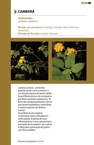 Lantana camara, conhecida
popularmente como cambará, é
um arbusto perene de porte médio.
Suas inflorescências são compostas
por flores amarelas e pequenas. As
flores do cambará produzem néctar
que atraem borboletas, beija-flores
e muitas espécies de abelhas
nativas.
O cambará é uma espécie
ornamental muito cultivada em
vários países. A beleza de suas
inflorescências é uma característica
marcante dessa espécie, seu cultivo
é ideal para construção de jardins
com flora melífera.
Verbenaceae
Lantana camara L.
Biomas de ocorrência: Caatinga, Cerrado, Mata Atlântica,
Amazônia
Período de floração: estação chuvosa
CAMBARÁ
Referências bibliográficas: 4,7,9,18
ARBUSTOS 111
 