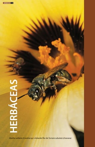 Abelha solitária (Ceratina sp.) visitando flor de Turnera subulata (chanana)
HERBÁCEAS
HERBÁCEAS 114
 