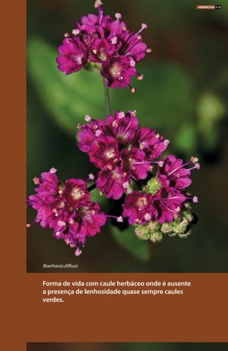 Forma de vida com caule herbáceo onde é ausente
a presença de lenhosidade quase sempre caules
verdes.
Boerhavia diffusa
HERBÁCEAS 115
 