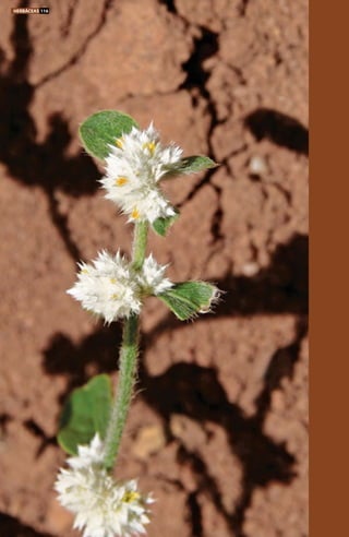 HERBÁCEAS 116
 