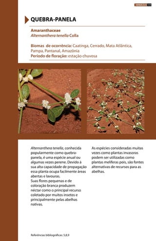 Alternanthera tenella, conhecida
popularmente como quebra-
panela, é uma espécie anual ou
algumas vezes perene. Devido à
sua alta capacidade de propagação
essa planta ocupa facilmente áreas
abertas e lavouras.
Suas flores pequenas e de
coloração branca produzem
néctar como o principal recurso
coletado por muitos insetos e
principalmente pelas abelhas
nativas.
As espécies consideradas muitas
vezes como plantas invasoras
podem ser utilizadas como
plantas melíferas pois, são fontes
alternativas de recursos para as
abelhas.
Amaranthaceae
Alternanthera tenella Colla
Biomas de ocorrência: Caatinga, Cerrado, Mata Atlântica,
Pampa, Pantanal, Amazônia
Período de floração: estação chuvosa
QUEBRA-PANELA
Referências bibliográficas: 5,8,9
HERBÁCEAS 117
 
