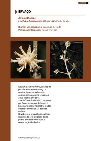 Froelichia humboldtiana, conhecida
popularmente como ervaço ou
nateira, é uma espécie muito
comum em pastagens, terrenos e
áreas abertas em geral.
Suas inflorescências são compostas
por flores pequenas, delicadas e
brancas. O néctar floral atrai muitos
insetos e entre eles, as abelhas
nativas.
Devido à sua importância melífera
recomenda-se a utilização dessa
planta em áreas de criação e
conservação de abelhas.
Amaranthaceae
Froelichia humboldtiana (Roem. & Schult.) Seub.
Biomas de ocorrência: Caatinga, Cerrado
Período de floração: estação chuvosa
ERVAÇO
Referências bibliográficas: 5,8
HERBÁCEAS 119
 