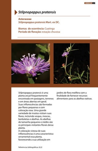 Stilpnopappus pratensis é uma
planta anual frequentemente
encontrada em pastagens, terrenos
e em áreas abertas em geral.
Suas inflorescências são formadas
por flores pequenas e com
coloração roxa. Uma grande
variedade de insetos visitam suas
flores, incluindo vespas, moscas,
borboletas e abelhas. As abelhas
de tamanho pequeno e médio são
os principais visitantes florais dessa
planta.
A coloração vistosa de suas
inflorescências é uma característica
ornamental essa planta,
favorecendo a sua utilização em
jardins de flora melífera com a
finalidade de fornecer recursos
alimentares para as abelhas nativas.
Asteraceae
Stilpnopappus pratensis Mart. ex DC.
Biomas de ocorrência: Caatinga
Período de floração: estação chuvosa
Stilpnopappus pratensis
Referências bibliográficas: 8,22
HERBÁCEAS 121
 