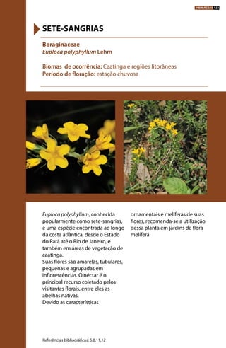 Euploca polyphyllum, conhecida
popularmente como sete-sangrias,
é uma espécie encontrada ao longo
da costa atlântica, desde o Estado
do Pará até o Rio de Janeiro, e
também em áreas de vegetação de
caatinga.
Suas flores são amarelas, tubulares,
pequenas e agrupadas em
inflorescências. O néctar é o
principal recurso coletado pelos
visitantes florais, entre eles as
abelhas nativas.
Devido às características
ornamentais e melíferas de suas
flores, recomenda-se a utilização
dessa planta em jardins de flora
melífera.
Boraginaceae
Euploca polyphyllum Lehm
Biomas de ocorrência: Caatinga e regiões litorâneas
Período de floração: estação chuvosa
SETE-SANGRIAS
Referências bibliográficas: 5,8,11,12
HERBÁCEAS 123
 