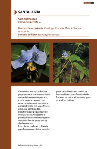 Commelina erecta, conhecida
popularmente como santa-luzia
ou também como trapoeraba,
é uma espécie perene, com
caules suculentos e que ocorre
principalmente em solos férteis,
úmidos e sombreados.
Suas flores são pequenas e de
coloração azul. O néctar é o
principal recurso coletado pelos
visitantes florais, entre eles as
abelhas nativas.
Essa planta pode ser cultivada
para fins ornamentais e também
pode ser utilizada em jardins de
flora melífera com a finalidade de
fornecer recursos alimentares para
as abelhas nativas.
Commelinaceae
Commelina erecta L.
Biomas de ocorrência: Caatinga, Cerrado, Mata Atlântica,
Amazônia
Período de floração: estação chuvosa
SANTA-LUZIA
Referências bibliográficas: 5,8,9
HERBÁCEAS 125
 