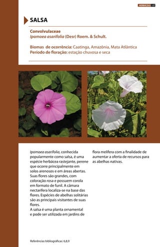 Ipomoea asarifolia, conhecida
popularmente como salsa, é uma
espécie herbácea rastejante, perene
que ocorre principalmente em
solos arenosos e em áreas abertas.
Suas flores são grandes, com
coloração rosa e possuem corola
em formato de funil. A câmara
nectarífera localiza-se na base das
flores. Espécies de abelhas solitárias
são as principais visitantes de suas
flores.
A salsa é uma planta ornamental
e pode ser utilizada em jardins de
flora melífera com a finalidade de
aumentar a oferta de recursos para
as abelhas nativas.
Convolvulaceae
Ipomoea asarifolia (Desr) Roem. & Schult.
Biomas de ocorrência: Caatinga, Amazônia, Mata Atlântica
Período de floração: estação chuvosa e seca
SALSA
Referências bibliográficas: 6,8,9
HERBÁCEAS 127
 
