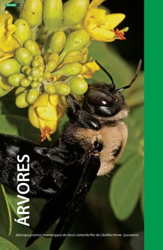 Xylocopa grisensis (mamangava-de-toco) visitando flor de Libidibia ferrea (jucazeiro)
ÁRVORES
ÁRVORES 12
 