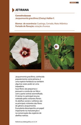 Jacquemontia gracillima, conhecida
popularmente como jetirana, é
uma espécie herbácea ou também
algumas vezes pode ser uma
trepadeira.
Suas flores são pequenas e
possuem a corola de cor lilás e
com a parte central avermelhada.
O néctar é o principal recurso
coletado pelos visitantes florais.
As abelhas sociais e solitárias são
as principais visitantes das flores
do gênero Jacquemontia.
Essa planta desempenha um papel
importante na manutenção e
na conservação das espécies de
abelhas nativas.
Convolvulaceae
Jacquemontia gracillima (Choisy) Hallier f.
Biomas de ocorrência: Caatinga, Cerrado, Mata Atlântica
Período de floração: estação chuvosa
JETIRANA
Referências bibliográficas: 8,13,19
HERBÁCEAS 129
 