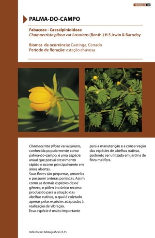 Chamaecrista pilosa var luxurians,
conhecida popularmente como
palma-do-campo, é uma espécie
anual que possui crescimento
rápido e ocorre principalmente em
áreas abertas.
Suas flores são pequenas, amarelas
e possuem anteras poricidas. Assim
como as demais espécies desse
gênero, o pólen é o único recurso
produzido para a atração das
abelhas nativas, o qual é coletado
apenas pelas espécies adaptadas à
realização de vibração.
Essa espécie é muito importante
para a manutenção e a conservação
das espécies de abelhas nativas,
podendo ser utilizada em jardins de
flora melífera.
Fabaceae - Caesalpinioideae
Chamaecrista pilosa var luxurians (Benth.) H.S.Irwin & Barneby
Biomas de ocorrência: Caatinga, Cerrado
Período de floração: estação chuvosa
PALMA-DO-CAMPO
Referências bibliográficas: 8,15
HERBÁCEAS 133
 