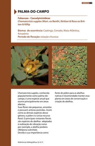 Chamaecrista supplex, conhecida
popularmente como palma-do-
campo, é uma espécie anual que
ocorre principalmente em áreas
abertas.
Suas flores são pequenas, amarelas
e possuem anteras poricidas. Assim
como as demais espécies desse
gênero, o pólen é o único recurso
floral. O principais visitantes florais
são espécies de abelhas adaptadas
à realização de vibração como
por exemplo, a abelha jandaíra
(Melipona subnitida).
Devido à sua importância como
fonte de pólen para as abelhas
nativas é recomendado manter essa
planta em áreas de conservação e
criação de abelhas.
Fabaceae - Caesalpinioideae
Chamaecrista supplex (Mart. ex Benth.) Britton & Rose ex Brit-
ton & Killip
Biomas de ocorrência: Caatinga, Cerrado, Mata Atlântica,
Amazônia
Período de floração: estação chuvosa
PALMA-DO-CAMPO
Referências bibliográficas: 8,14,15
HERBÁCEAS 135
 
