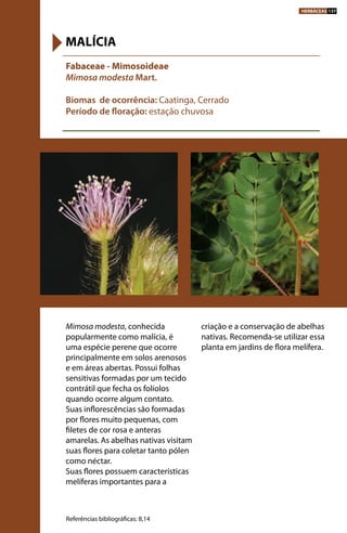 Mimosa modesta, conhecida
popularmente como malícia, é
uma espécie perene que ocorre
principalmente em solos arenosos
e em áreas abertas. Possui folhas
sensitivas formadas por um tecido
contrátil que fecha os folíolos
quando ocorre algum contato.
Suas inflorescências são formadas
por flores muito pequenas, com
filetes de cor rosa e anteras
amarelas. As abelhas nativas visitam
suas flores para coletar tanto pólen
como néctar.
Suas flores possuem características
melíferas importantes para a
criação e a conservação de abelhas
nativas. Recomenda-se utilizar essa
planta em jardins de flora melífera.
Fabaceae - Mimosoideae
Mimosa modesta Mart.
Biomas de ocorrência: Caatinga, Cerrado
Período de floração: estação chuvosa
MALÍCIA
Referências bibliográficas: 8,14
HERBÁCEAS 137
 
