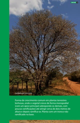 Forma de crescimento comum em plantas terrestres
lenhosas, onde o vegetal cresce de forma monopodial
(com um ápice principal sobrepondo os demais, com
poucas ramificações) até atingir cerca de dois metros de
altura e depois ramifica-se. Planta com um tronco não
ramificado na base.
Luetzelburgia auriculata
ÁRVORES 13
 