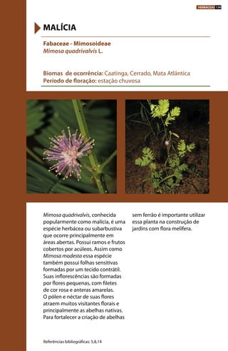 Mimosa quadrivalvis, conhecida
popularmente como malícia, é uma
espécie herbácea ou subarbustiva
que ocorre principalmente em
áreas abertas. Possui ramos e frutos
cobertos por acúleos. Assim como
Mimosa modesta essa espécie
também possui folhas sensitivas
formadas por um tecido contrátil.
Suas inflorescências são formadas
por flores pequenas, com filetes
de cor rosa e anteras amarelas.
O pólen e néctar de suas flores
atraem muitos visitantes florais e
principalmente as abelhas nativas.
Para fortalecer a criação de abelhas
sem ferrão é importante utilizar
essa planta na construção de
jardins com flora melífera.
Fabaceae - Mimosoideae
Mimosa quadrivalvis L.
Biomas de ocorrência: Caatinga, Cerrado, Mata Atlântica
Período de floração: estação chuvosa
MALÍCIA
Referências bibliográficas: 5,8,14
HERBÁCEAS 139
 