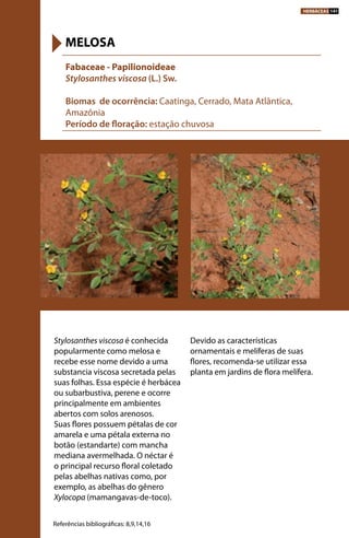 Fabaceae - Papilionoideae
Stylosanthes viscosa (L.) Sw.
Biomas de ocorrência: Caatinga, Cerrado, Mata Atlântica,
Amazônia
Período de floração: estação chuvosa
MELOSA
Referências bibliográficas: 8,9,14,16
Stylosanthes viscosa é conhecida
popularmente como melosa e
recebe esse nome devido a uma
substancia viscosa secretada pelas
suas folhas. Essa espécie é herbácea
ou subarbustiva, perene e ocorre
principalmente em ambientes
abertos com solos arenosos.
Suas flores possuem pétalas de cor
amarela e uma pétala externa no
botão (estandarte) com mancha
mediana avermelhada. O néctar é
o principal recurso floral coletado
pelas abelhas nativas como, por
exemplo, as abelhas do gênero
Xylocopa (mamangavas-de-toco).
Devido as características
ornamentais e melíferas de suas
flores, recomenda-se utilizar essa
planta em jardins de flora melífera.
HERBÁCEAS 141
 