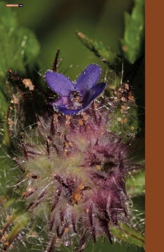 HERBÁCEAS 142
 