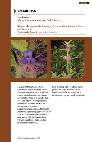 Marsypianthes chamaedrys,
conhecida popularmente como
amargosa ou também casadinha,
é uma espécie anual que ocorre
principalmente em áreas abertas.
Essa planta possui propriedades
medicinais sendo utilizada na
farmacopéia popular.
Suas inflorescências são formadas
por flores pequenas, com coloração
azul e a parte central mais clara.
As espécies de abelhas nativas
visitam suas flores para coletar
principalmente néctar.
Essa planta pode ser utilizada em
jardins de flora melífera com a
finalidade de fornecer recursos
alimentares para as abelhas nativas.
Lamiaceae
Marsypianthes chamaedrys (Vahl) Kuntze
Biomas de ocorrência: Caatinga, Cerrado, Mata Atlântica, Panta-
nal, Amazônia
Período de floração: estação chuvosa
AMARGOSA
Referências bibliográficas: 7,8,9
HERBÁCEAS 143
 