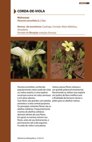 Pavonia cancellata, conhecida
popularmente como corda-de-viola
ou malva rasteira, é uma espécie
anual que ocorre em solos arenosos
e em áreas abertas.
Suas flores são grandes com pétalas
amarelas e a área central purpúrea.
Os principais visitantes florais são as
abelhas solitárias. Frequentemente
machos de abelhas solitárias
dormem dentro de suas flores.
Em geral, os machos entram nas
flores, antes de seu fechamento, e
permanecem até o dia seguinte.
A corda-de-viola é uma planta
rústica, possui flores vistosas e
um grande potencial ornamental.
Recomenda-se utilizar essa espécie
em jardins de flora melífera com
a finalidade de fornecer néctar e
pólen para as abelhas nativas.
Malvaceae
Pavonia cancellata (L.) Cav.
Biomas de ocorrência: Caatinga, Cerrado, Mata Atlântica,
Amazônia
Período de floração: estação chuvosa
CORDA-DE-VIOLA
Referências bibliográficas: 2,7,8,9,18
HERBÁCEAS 145
 
