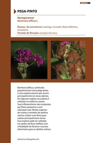Boerhavia diffusa, conhecida
popularmente como pega-pinto,
é uma espécie perene que ocorre
principalmente em áreas abertas.
Em algumas regiões essa planta é
utilizada na medicina caseira.
Suas inflorescências são compostas
por flores pequenas e com
coloração roxa. Muitas espécies
de insetos e também de abelhas
nativas visitam suas flores para
coletar principalmente néctar.
Essa espécie pode ser utilizada
em jardins de flora melífera com
a finalidade de fornecer recursos
alimentares para as abelhas nativas.
Nyctaginaceae
Boerhavia diffusa L.
Biomas de ocorrência: Caatinga, Cerrado, Mata Atlântica,
Amazônia
Período de floração: estação chuvosa
PEGA-PINTO
Referências bibliográficas: 8,9
HERBÁCEAS 147
 