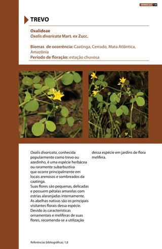 Oxalis divaricata, conhecida
popularmente como trevo ou
azedinho, é uma espécie herbácea
ou raramente subarbustiva
que ocorre principalmente em
locais arenosos e sombreados da
caatinga.
Suas flores são pequenas, delicadas
e possuem pétalas amarelas com
estrias alaranjadas internamente.
As abelhas nativas são os principais
visitantes florais dessa espécie.
Devido às características
ornamentais e melíferas de suas
flores, recomenda-se a utilização
dessa espécie em jardins de flora
melífera.
Oxalideae
Oxalis divaricata Mart. ex Zucc.
Biomas de ocorrência: Caatinga, Cerrado, Mata Atlântica,
Amazônia
Período de floração: estação chuvosa
TREVO
Referências bibliográficas: 1,8
HERBÁCEAS 149
 