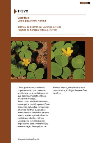 Oxalis glaucescens, conhecida
popularmente como trevo ou
azedinho, é uma espécie perene
que ocorre principalmente em
locais sombreados.
Assim como em Oxalis divaricata,
essa espécie também possui flores
pequenas, delicadas, com pétalas
amarelas e estrias alaranjadas
internamente. Suas flores atraem
muitos insetos e principalmente
espécies de abelhas nativas.
Essa espécie fornece recursos
importantes para a manutenção
e conservação das espécies de
abelhas nativas, seu cultivo é ideal
para construção de jardins com flora
melífera.
Oxalideae
Oxalis glaucescens Norlind
Biomas de ocorrência: Caatinga, Cerrado
Período de floração: estação chuvosa
TREVO
Referências bibliográficas: 1,8
HERBÁCEAS 151
 