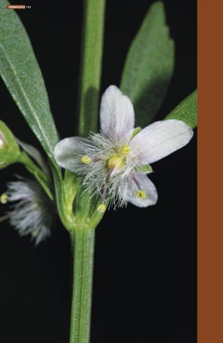 HERBÁCEAS 152
 